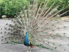 -西霞口神雕山野生动物世界