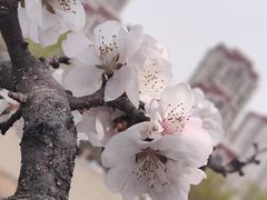 -桃花堤公园