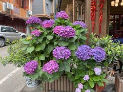 -龙翔山庄雷鸡肉(青城后山泰安古镇店)