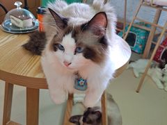 -猫在这儿猫咪咖啡馆·撸猫馆