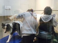 -PETKIT 小佩宠物·低压洗护·美容·寄养(安远店)