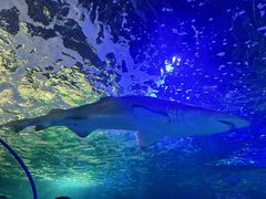 -悉尼海洋生物水族馆