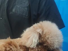 -全心全意连锁动物医院·微创中心·内科急重症·心脏专科(丰管路店)