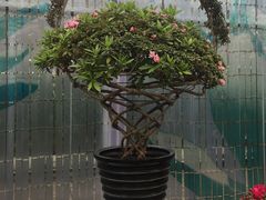 -上海鲜花港