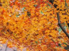 -中国茶叶博物馆(双峰馆区)