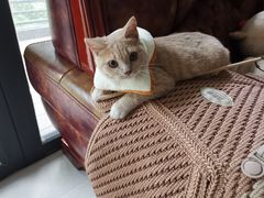 -东方名猫馆·英短金渐层布偶猫舍(环线广场1号楼店)