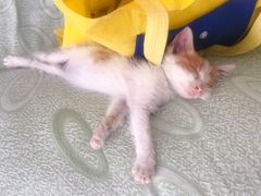 -达爱动物医院·犬猫分区·CT·复杂眼科(远洋山水分院)