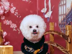 -超宠爱宠物摄影-Super pet