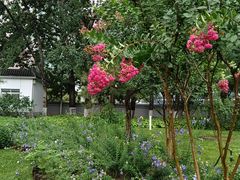 -莲花池公园