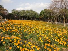 -松山湖梦幻百花洲