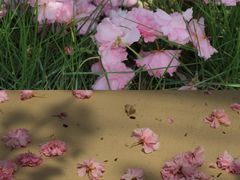 -广东花都香草世界旅游度假区