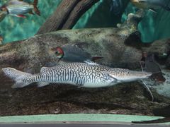 -上海海洋水族馆
