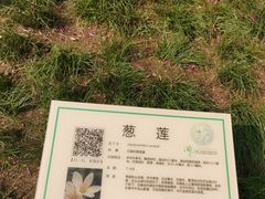 -映月湖公园