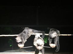 -清迈夜间动物园