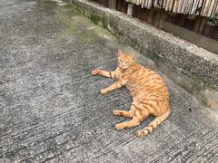 -大澳