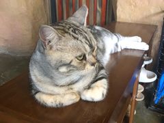 -猫猫幼稚园·撸猫·桌游·电玩