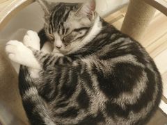 -猫友咖啡店(玉林西路店)