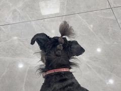 -瑞鹏宠物医院·超声·骨科·奇麟分院(蜀都万达店)