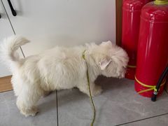 -瑞派长江宠物医院·猫科·外科·24小时夜护(谊城公寓分院)