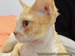 -猫十亿·布偶金渐层·曼基康矮脚猫舍(青年路店)