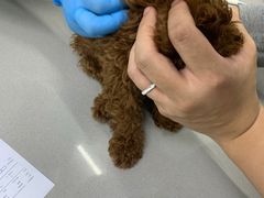 -爱侣宠医·鹦鹉专科·小型哺乳类·异宠专科(灵石路店)