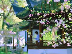 -上海醉白池公园