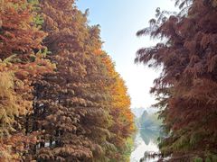 -昆山城市生态森林公园