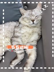 -飞梵造型