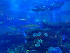 -迪拜水族馆及水下动物园