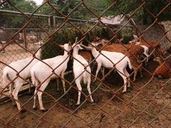 -石家庄市动物园