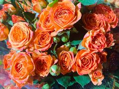 -循礼门鲜花花市(武汉循礼门店)