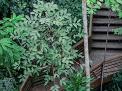-郑州植物园