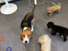 -有喵·猫咖·狗咖·40+猫狗有小奶狗(岗厦店)