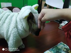-李小姐の猫咖啡馆(五角场店)