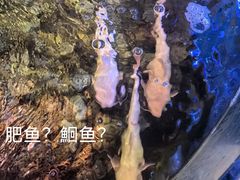 -一号渔港·宜昌肥鱼(东山店)