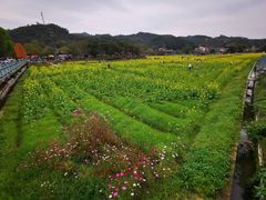 -红山村