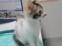 -东莞宠友24H宠物中心医院·转诊夜诊·异宠(新河北路院)