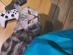 -李小姐の猫咖啡馆(五角场店)