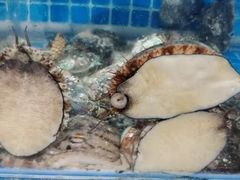 -宾朋海鲜饭庄(兴海路店)