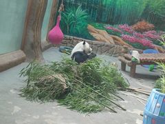 -青藏高原野生动物园