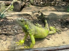 -广州长隆飞鸟乐园