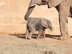 -西霞口神雕山野生动物世界