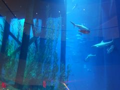 -迪拜帆船酒店海底餐厅