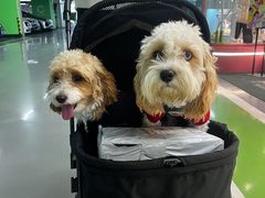 -FAELING PETS美天灵宠物(合生汇店)