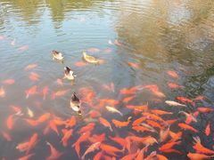 -西湖外事游船(花港观鱼码头)