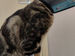 -瑞鹏宠物医院·骨科·猫科·内科(第一中心)