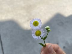 -芙蓉镇景区