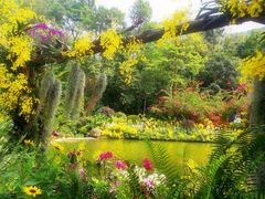 -深圳仙湖植物园