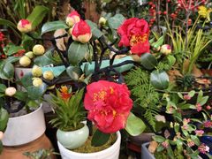 -青石桥花鸟鱼虫市场(叠翠城店)