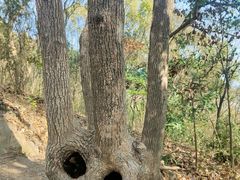 -上海佘山国家森林公园天马山园